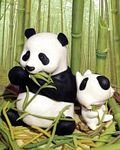pic for Panda Monk